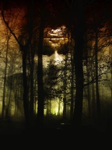 forest-66291