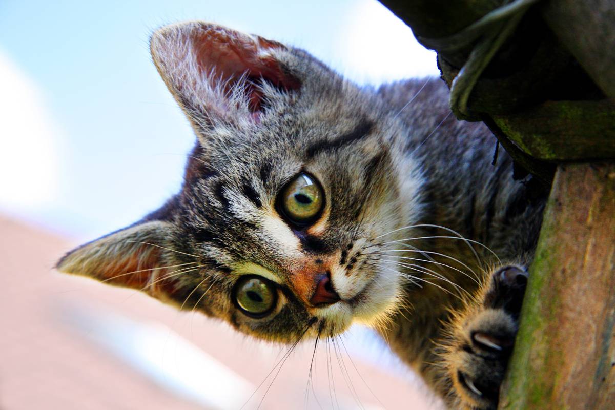 Chat