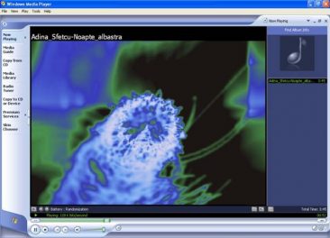 reparare-audio-wmp