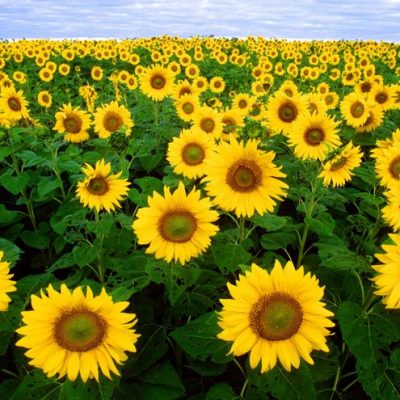 sunflower-11574.jpg