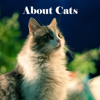 About cats