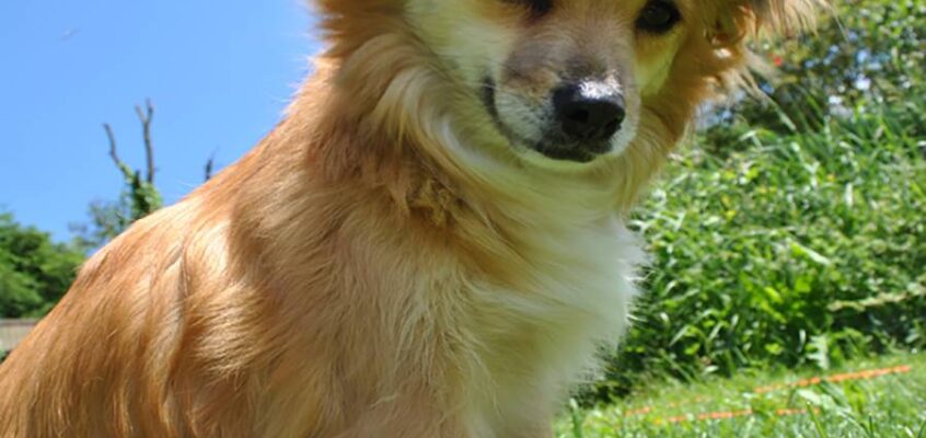 About Dogs