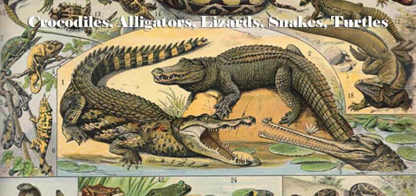 Reptiles - Crocodiles, Alligators, Lizards, Snakes, Turtles