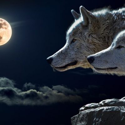 wolf-547203.jpg