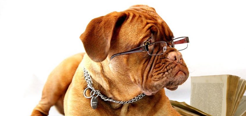 dog-734689.jpg