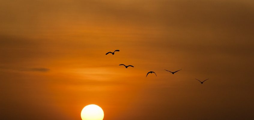 sunset-600095_1280.jpg