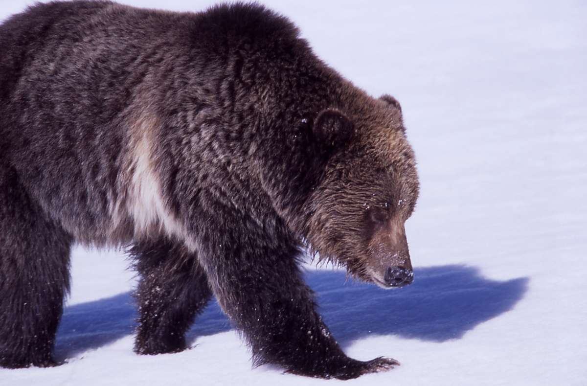 L'ours