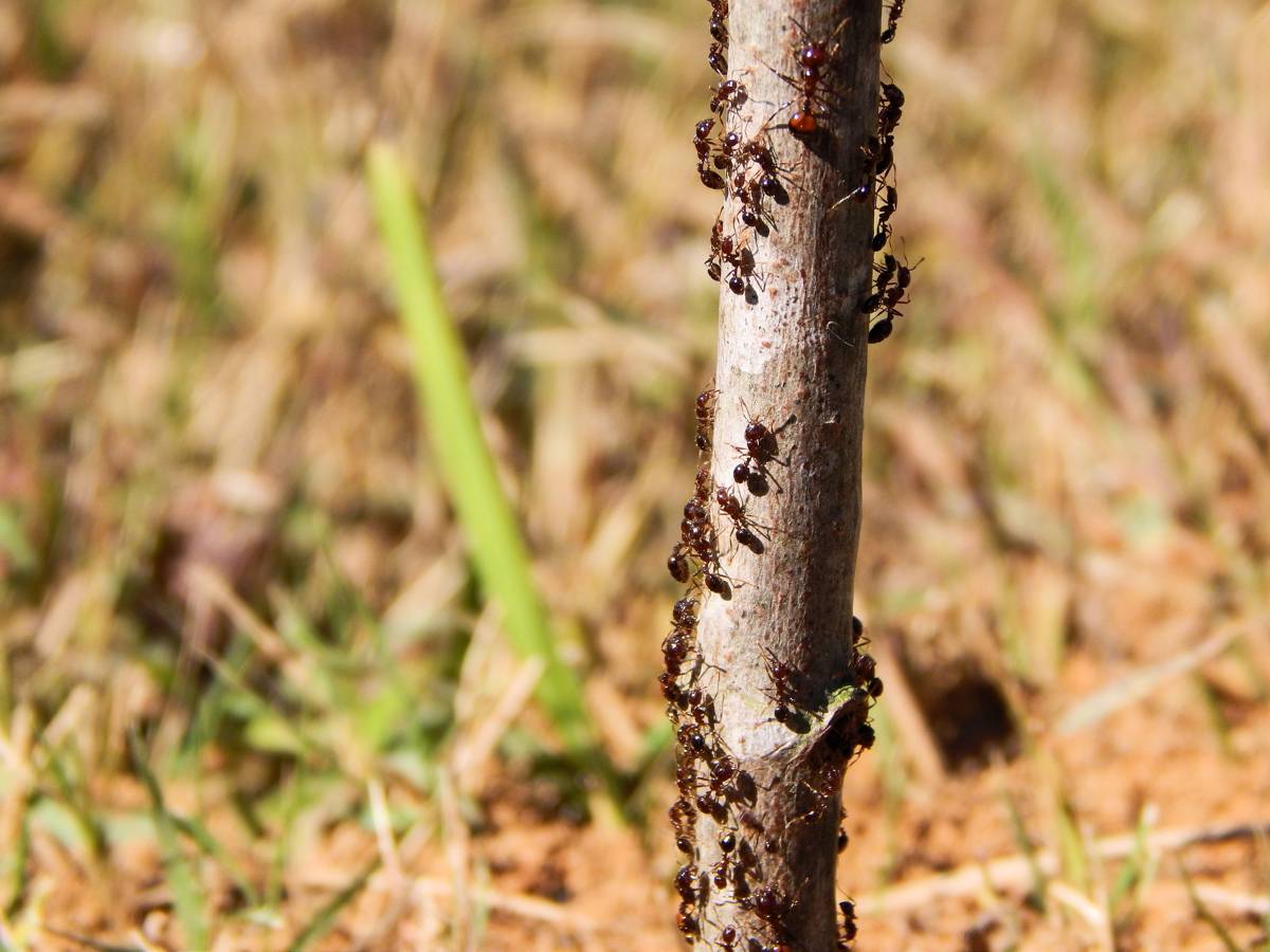 Fourmis