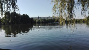 Swans