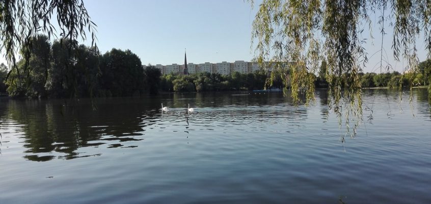 Swans