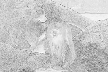 Monkeys