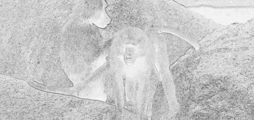 Monkeys