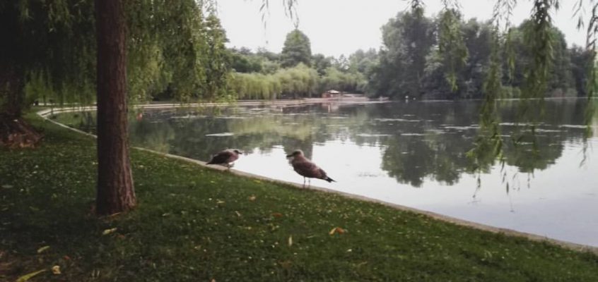 Pescărușii