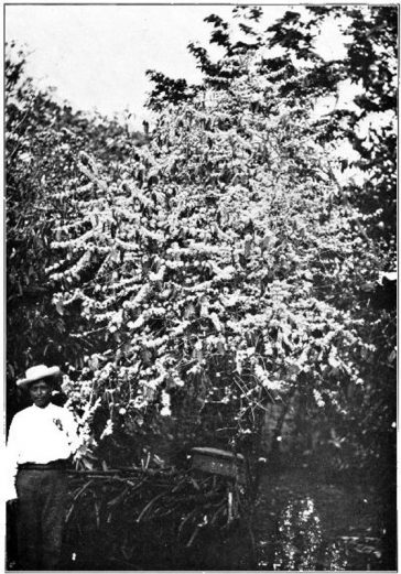 arbore de cafea în floare