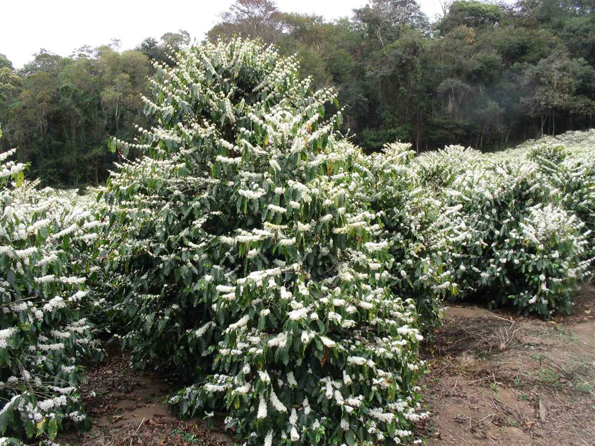 Un copac Coffea arabica înflorit într-o plantație din Brazilia