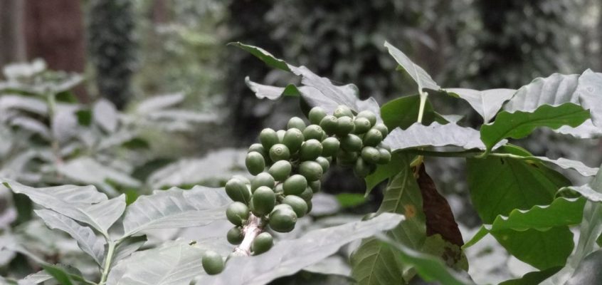 Boabe de cafea necoapte în Valea Araku, India