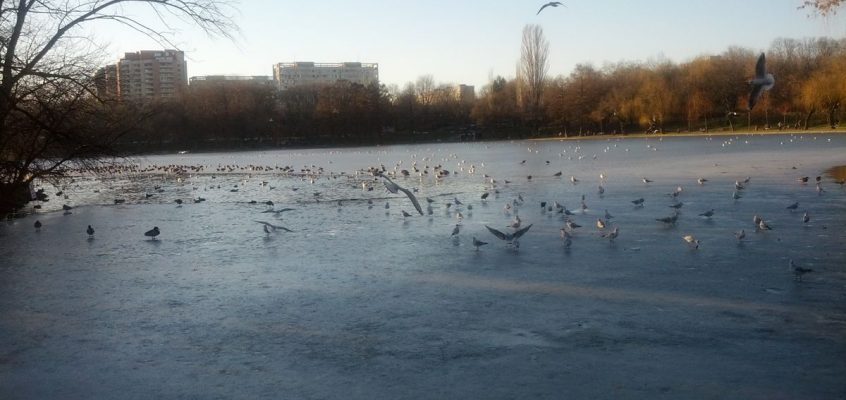 Iarna