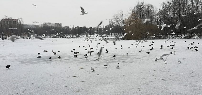 Pescărușii