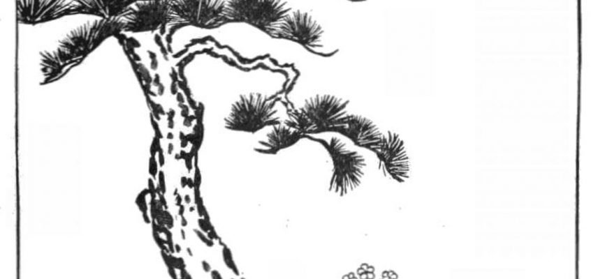 L'arbre à feuilles persistantes et le souci