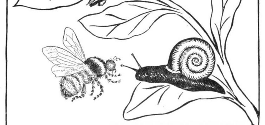 L'escargot et les abeilles