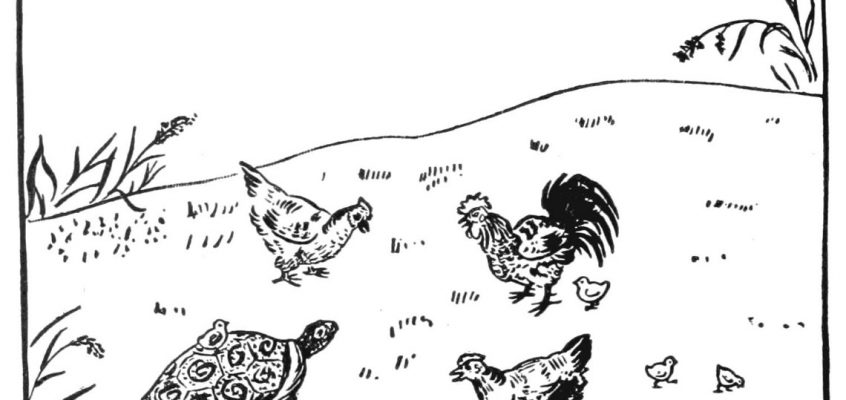 La poule et la tortue chinoise de montagne