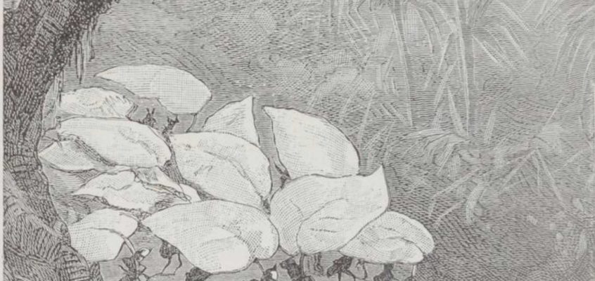 THESE THOUSANDS OF ANIMATED LEAVES .....