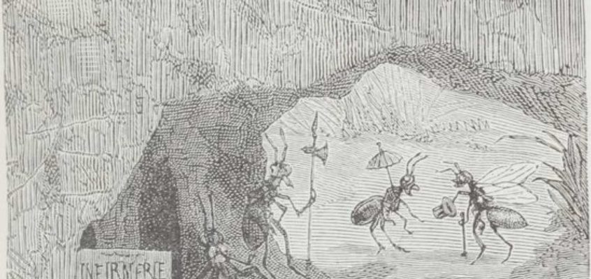 A FEW OLD ANTS HAUNTED THE INFIRMARY...