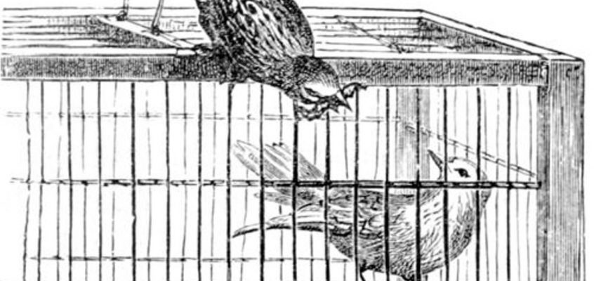 MY FRIEND KNEW ME SO WELL THAT HE SEIZED HIS FOOD DIRECTLY FROM MY BEAK