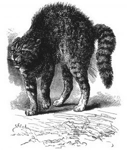 Expresia emoțiilor la om și animale de Charles Darwin