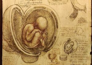 Fetus în pântece, detaliu dintr-un desen de Leonardo da Vinci