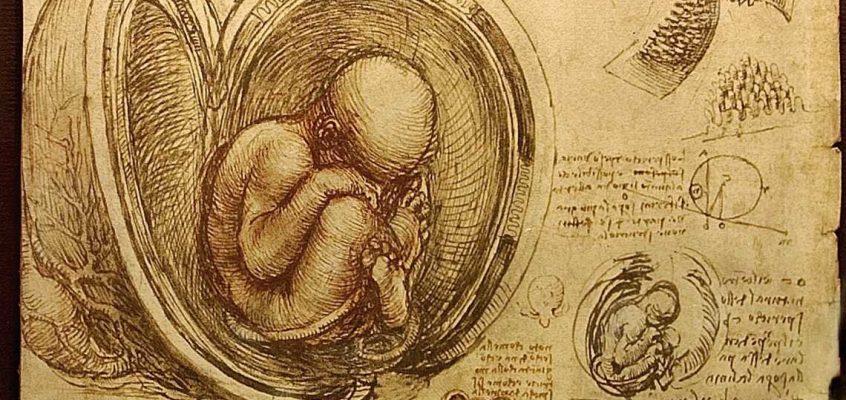 Fetus în pântece, detaliu dintr-un desen de Leonardo da Vinci