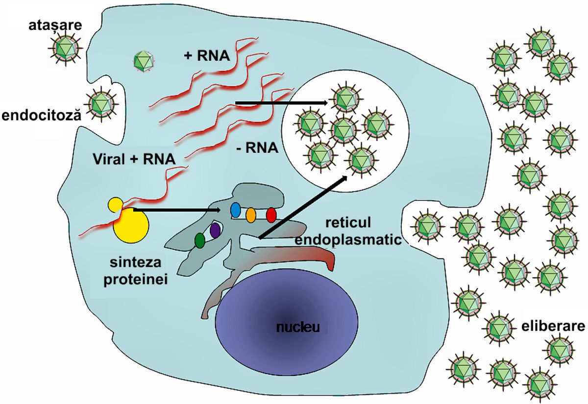 Un ciclu tipic de replicare a virusului
