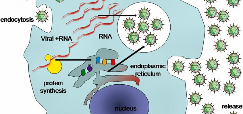 A typical cycle of virus replication
