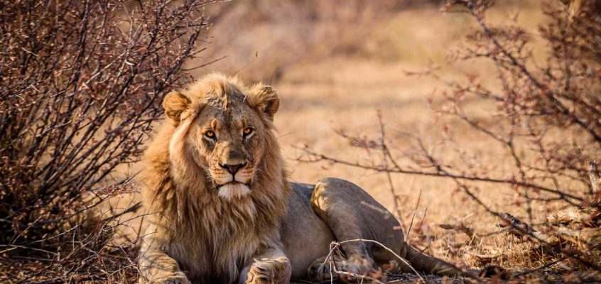 Lion - Leu
