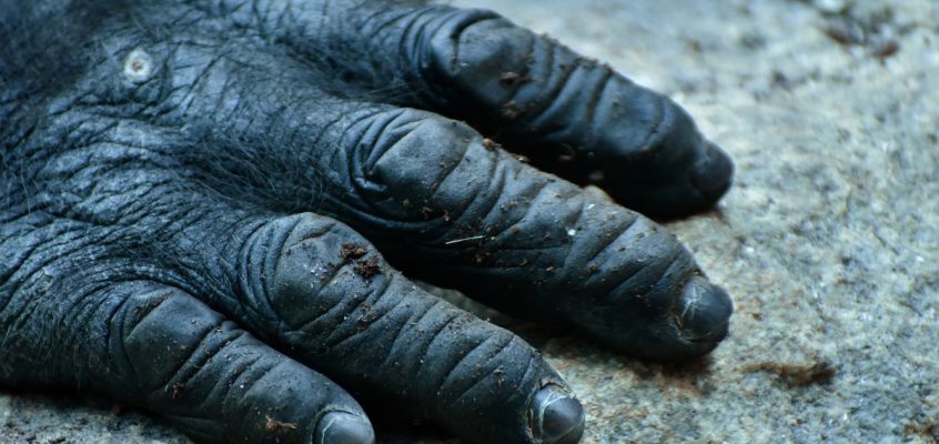 Laba de maimuță (The Monkey's Paw), de W. W. Jacobs (1902)