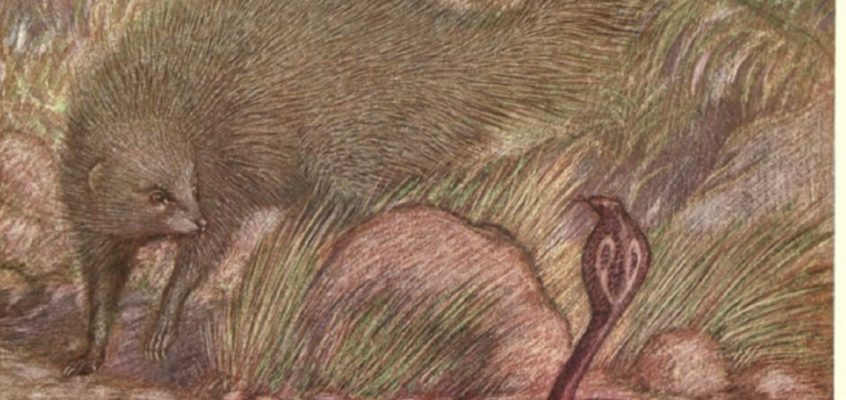Rikki-Tikki-Tavi, de Rudyard Kipling