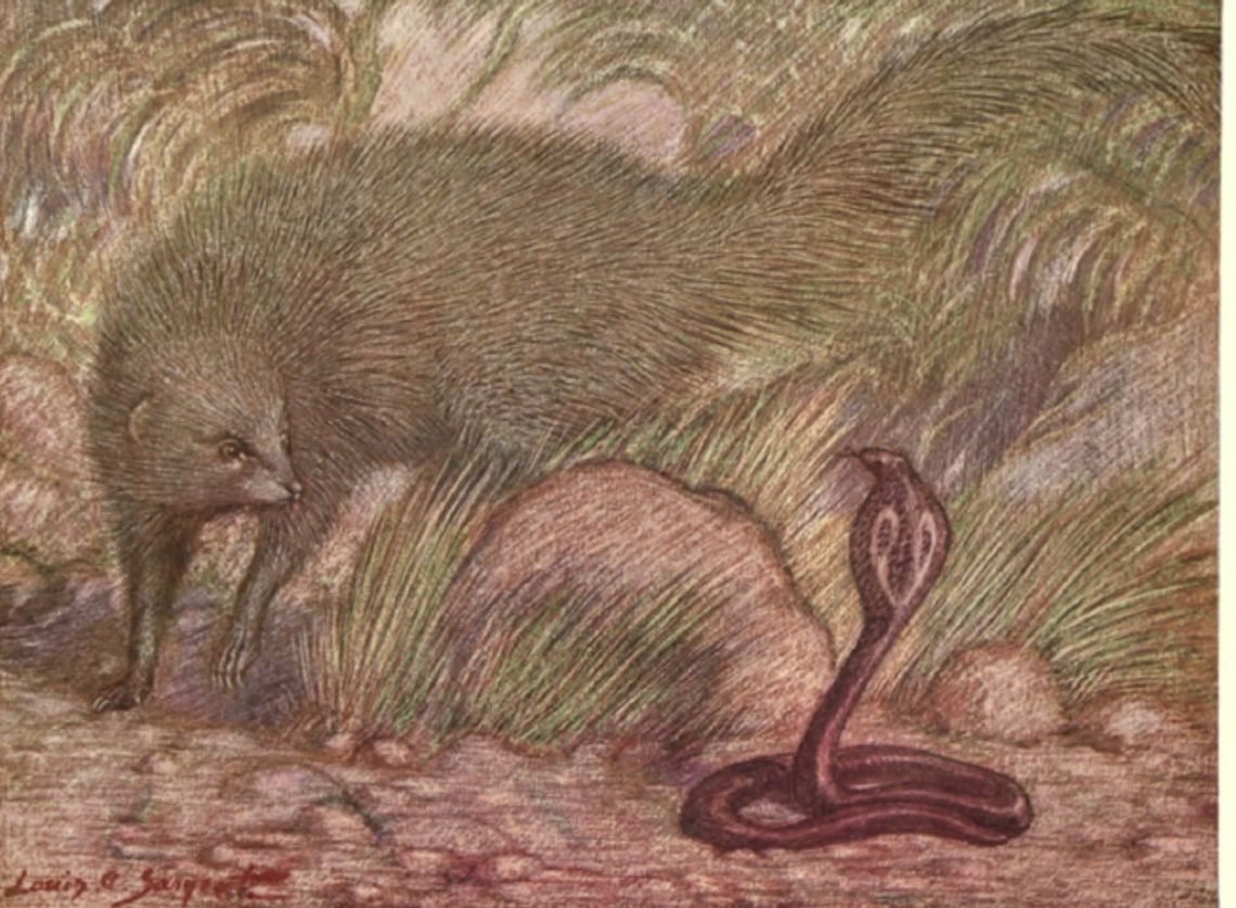 Rikki-Tikki-Tavi, de Rudyard Kipling