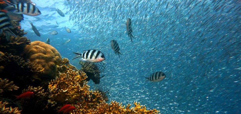 Reef - Fish