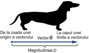 Vector - Câine
