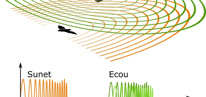 Principiul ecolocalizării liliecilor