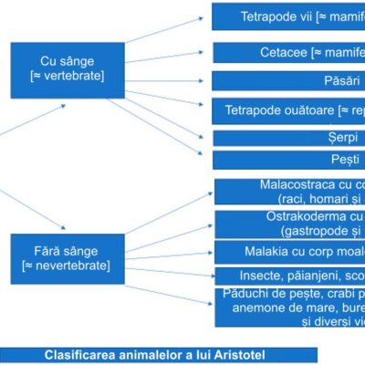 Aristotel: sistem de clasificare