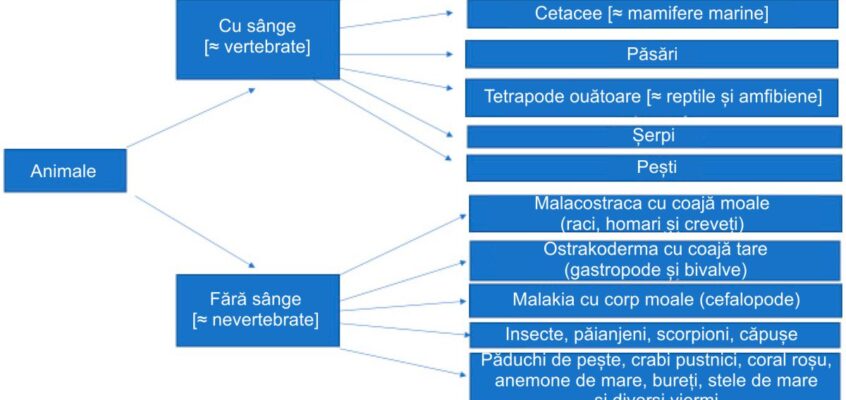 Aristotel: sistem de clasificare