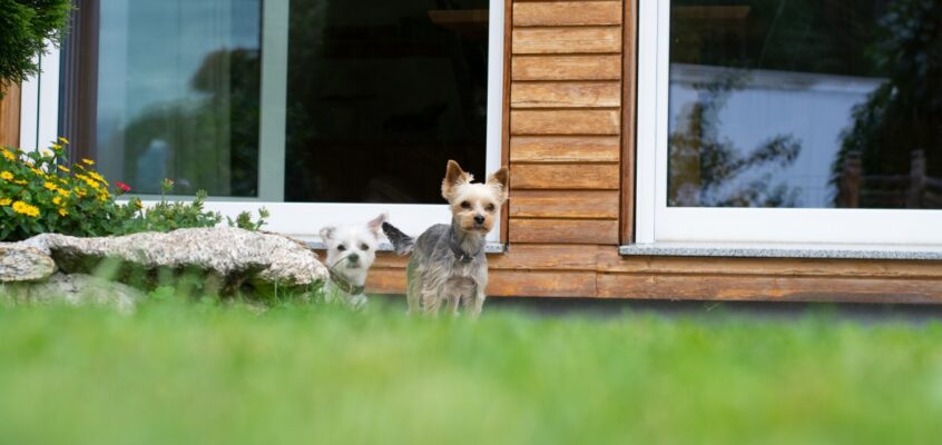 Dogs