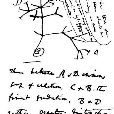 Arborele filogenetic al lui Charles Darwin