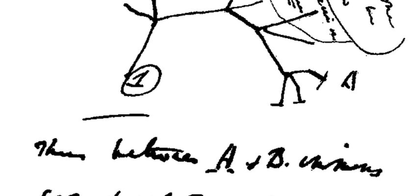 Arborele filogenetic al lui Charles Darwin