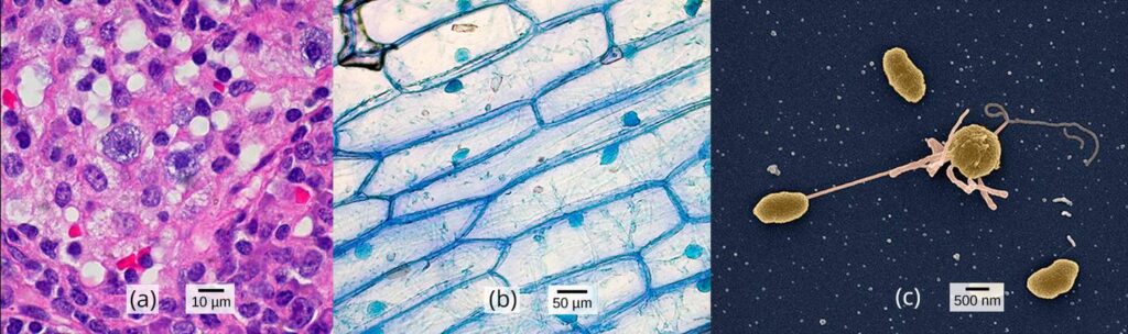 Celule
