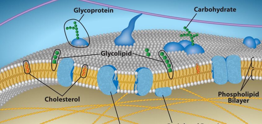 Plasma membrane, fluid mosaic model