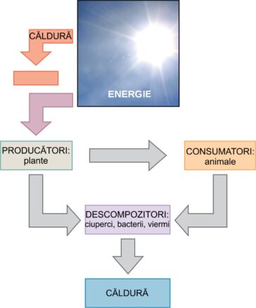 Energie și metabolism