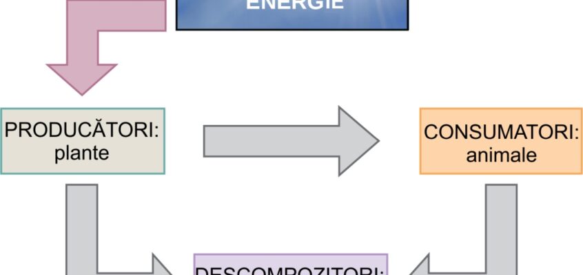 Energie și metabolism