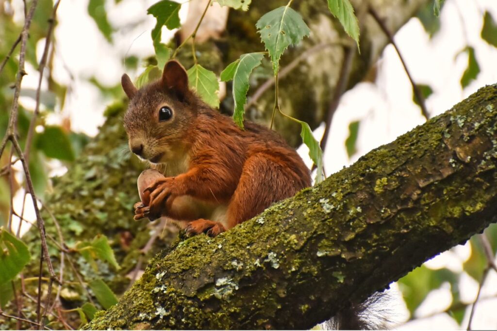 Veveriță - Stejar - Ghindă